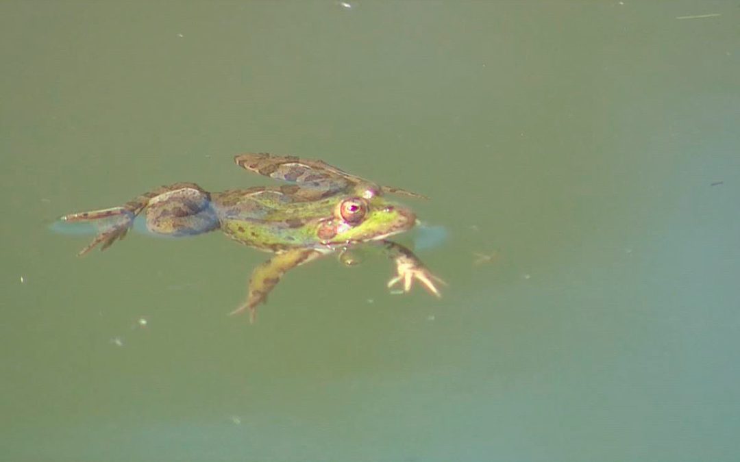 La Alberca: el paraíso de ranas, sapos y tritones