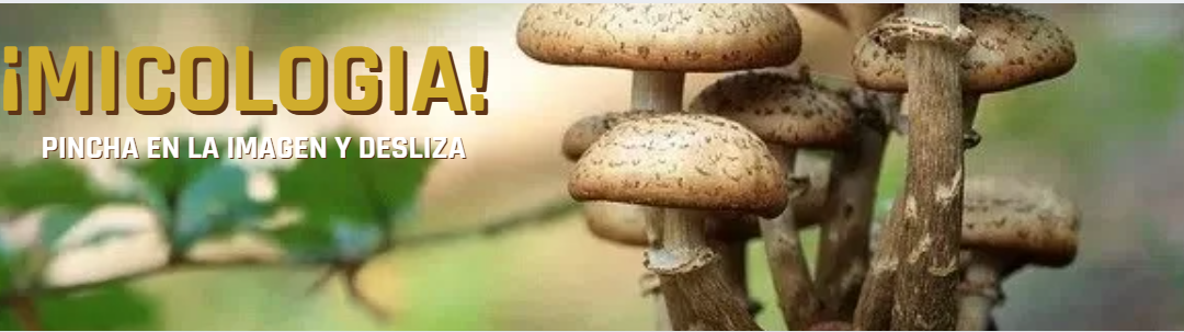 MICOLOGIA